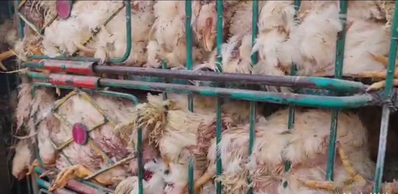پشاور:مردہ مرغیوں کو سپلائی کرنیوالا گروہ گرفتار جیل منتقل