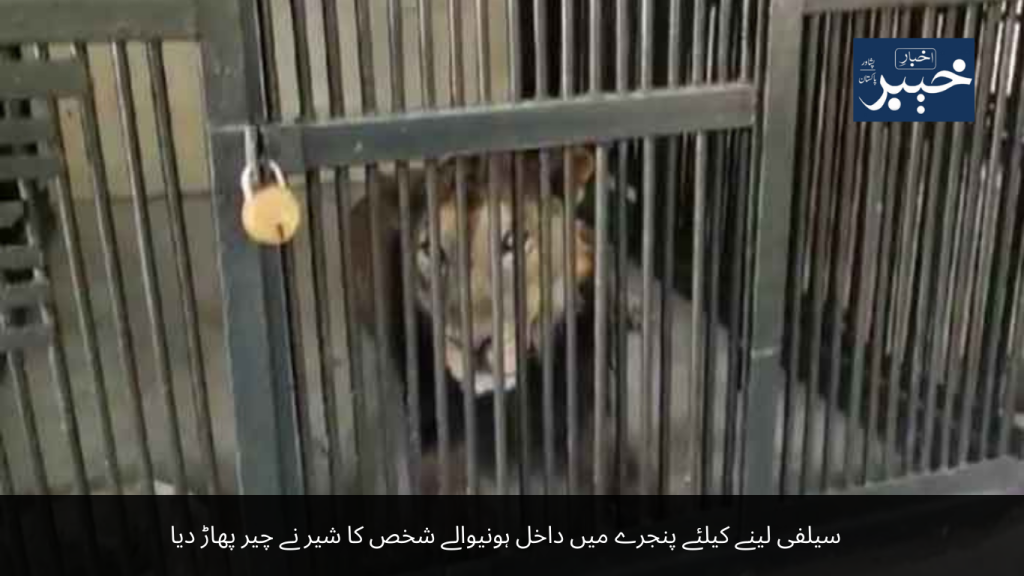 A person who entered the cage to take a selfie was mauled by a lion