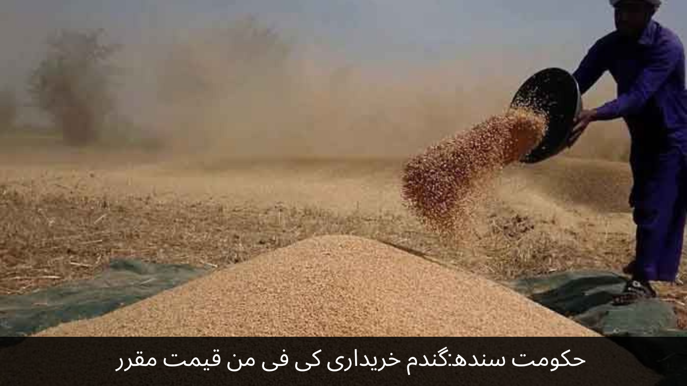 Government of Sindh Fixed price per maund of wheat purchase