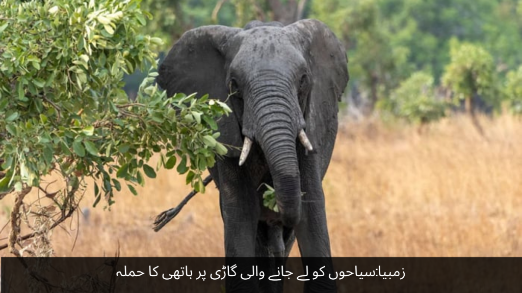 An elephant attacked a vehicle carrying tourists in Zambia