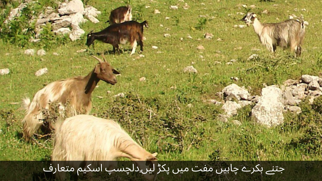 Catch as many goats as you want for free. An interesting scheme has been introduced