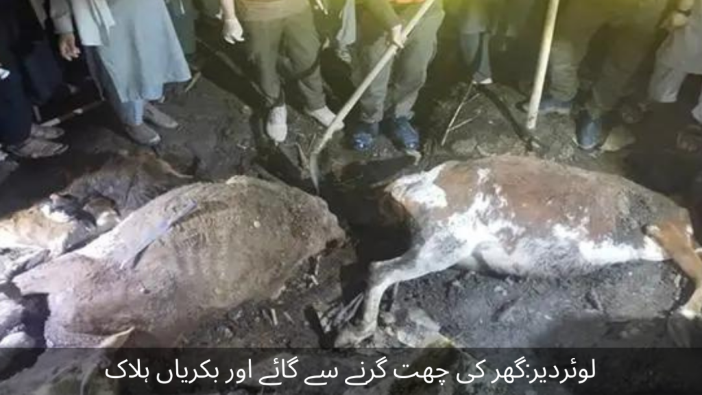 Lowardir Cows and goats died after the roof of the house collapsed