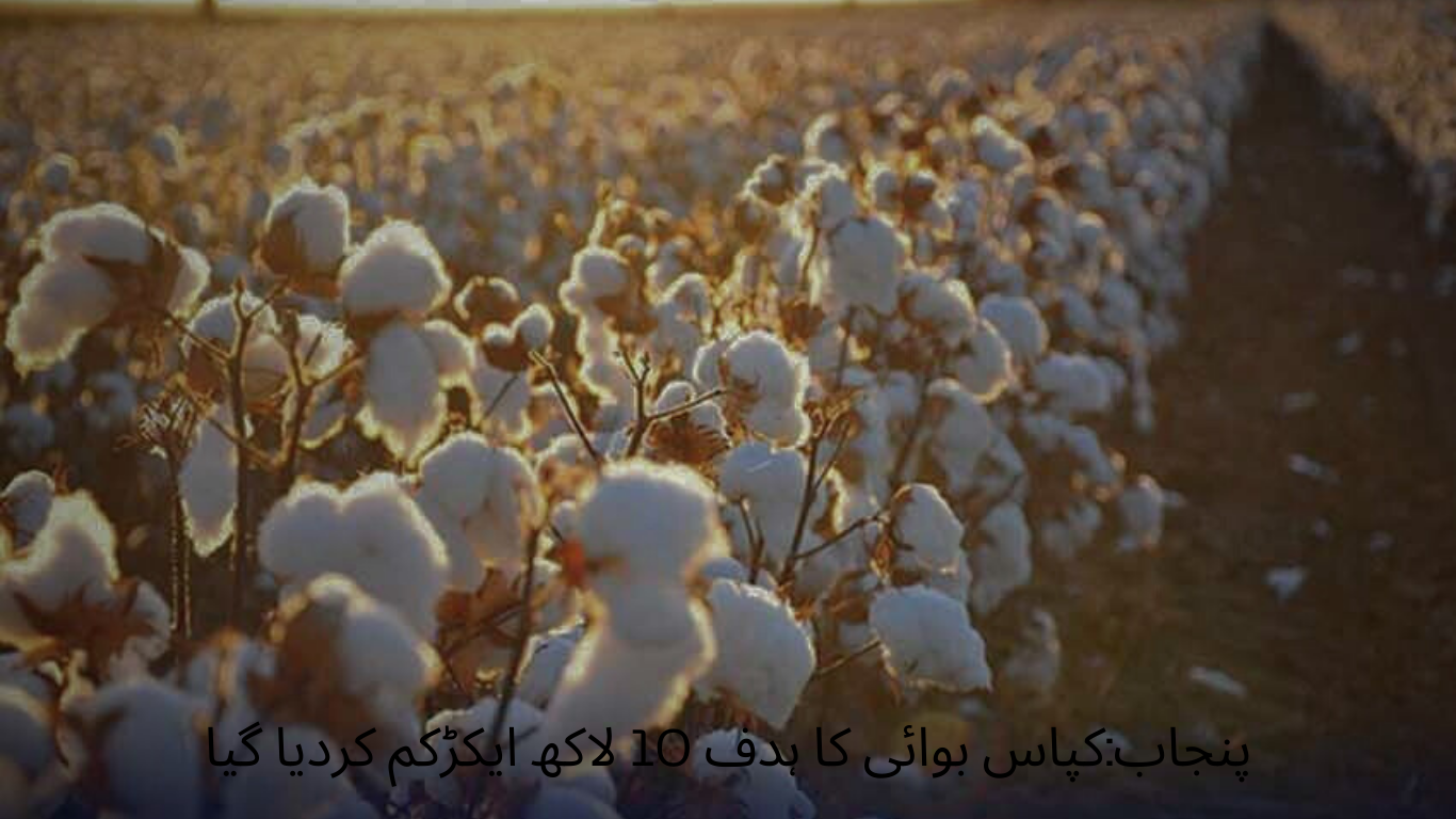 Punjab The target of cotton sowing has been increased to 1 million acre