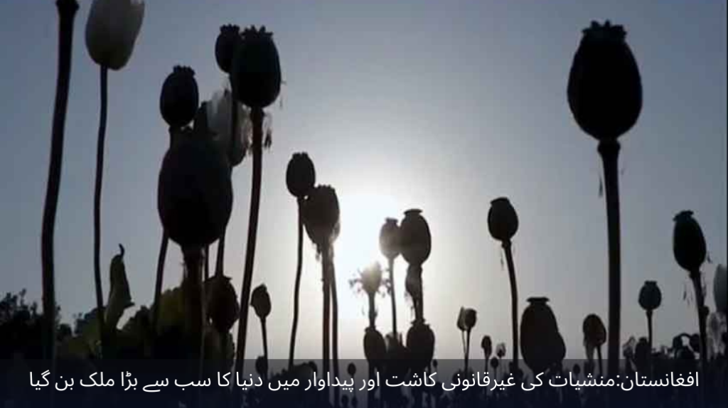 Afghanistan has become the largest country in the world in illegal cultivation and production of drugs